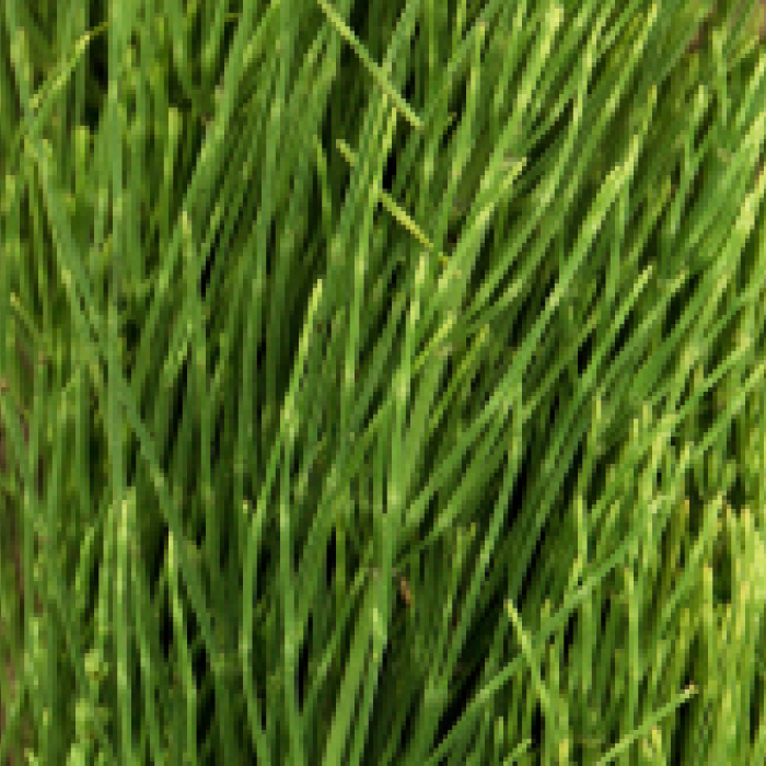 Horsetail Extract