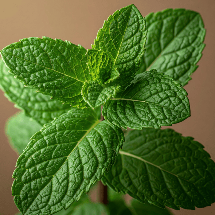 Spearmint