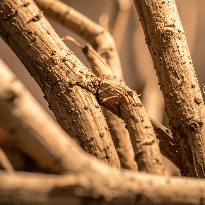 Lindera Root Extract