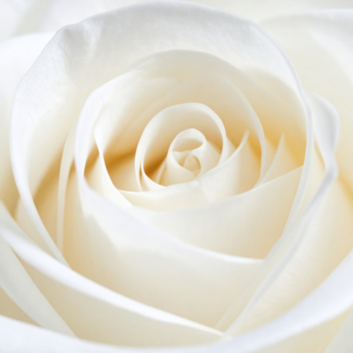 White Rose