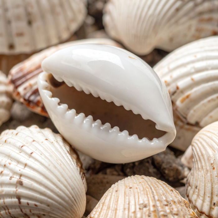 100% Natural Cowry Shell