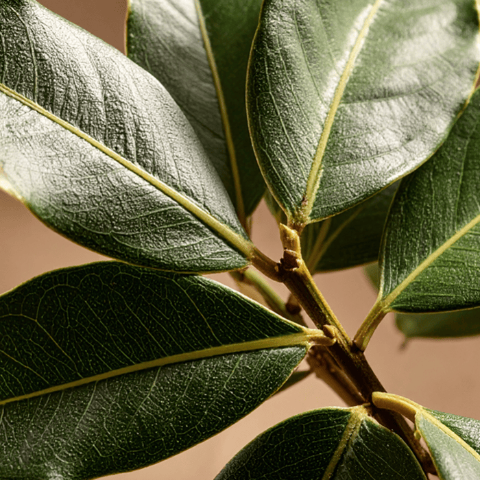 Laurel