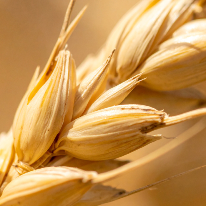 Wheat Protein