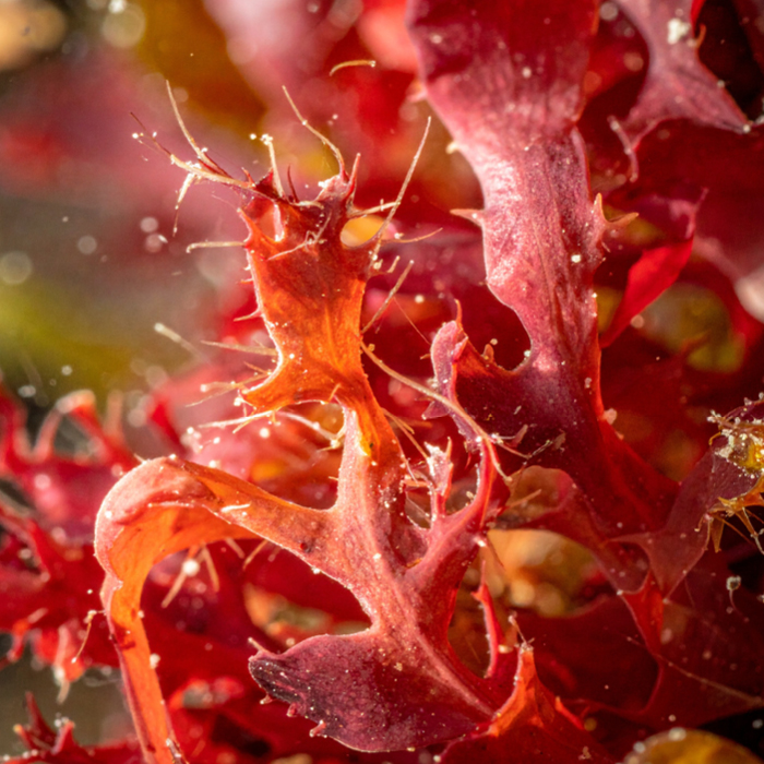 Red Algae