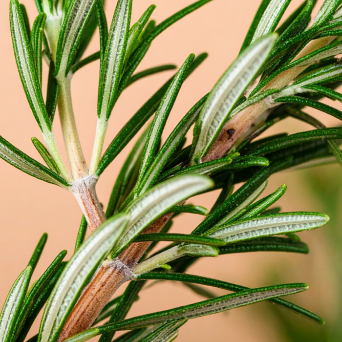 Rosemary Essential Oil