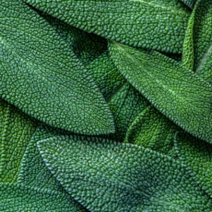 Sage