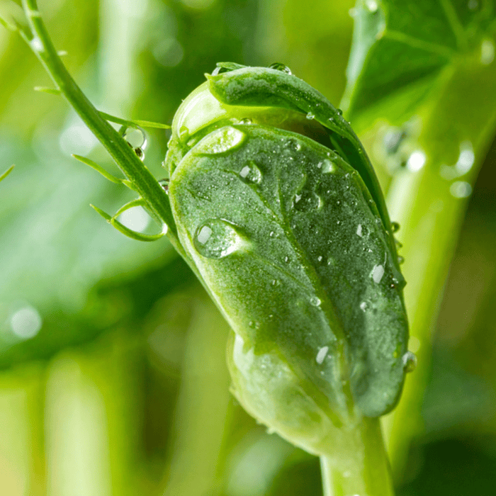 Pea Sprout Extract