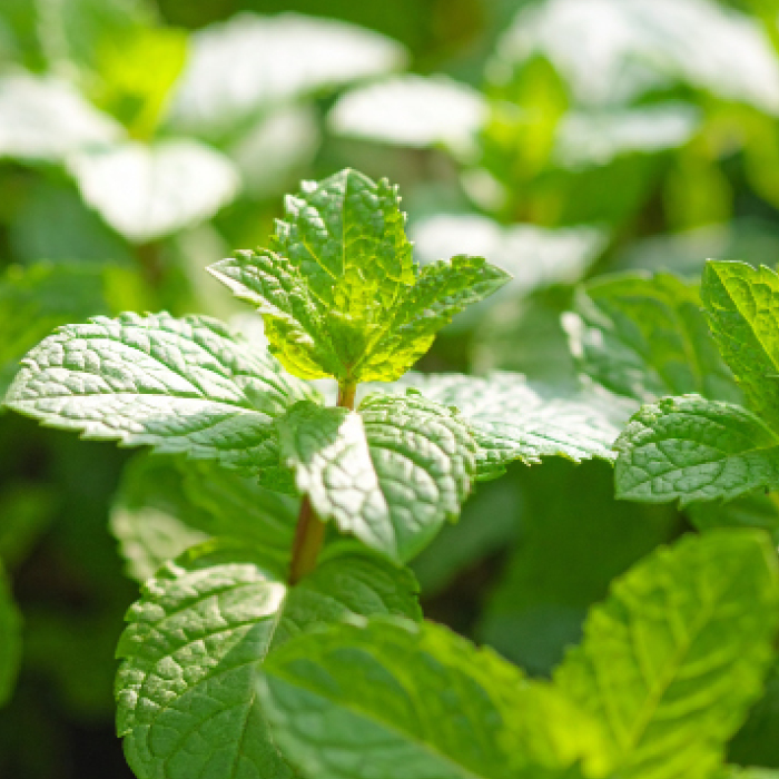 Moroccan Mint