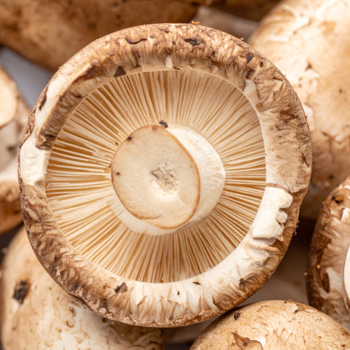 Mushroom Extract