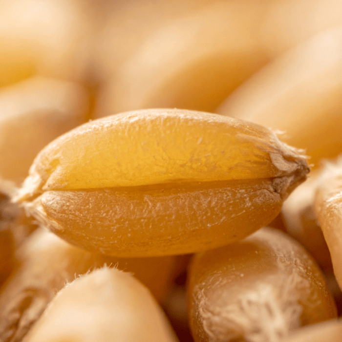 Wheat Germ