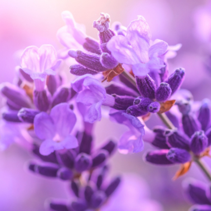 Lavender