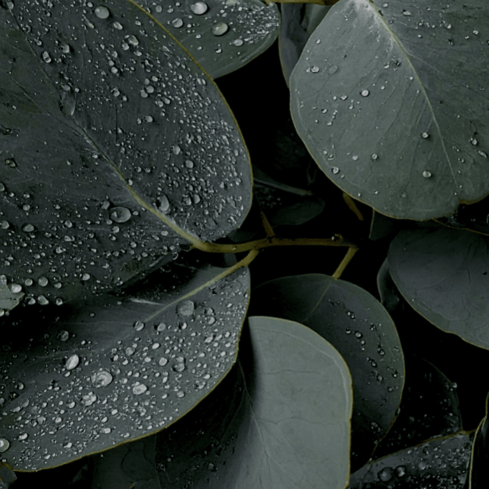 Eucalyptus