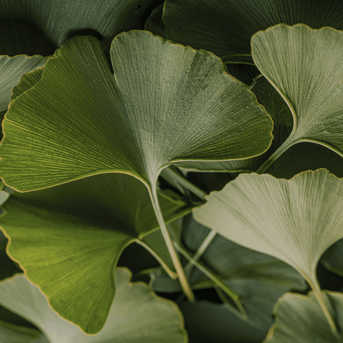 Ginkgo Biloba